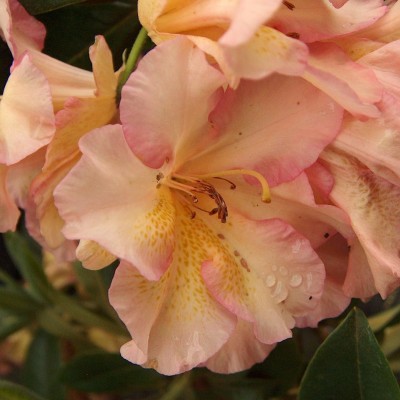  Rhododendron